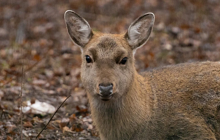 Для учета и поддержки диких животных в лесах Тульской области появились специальные кормушки