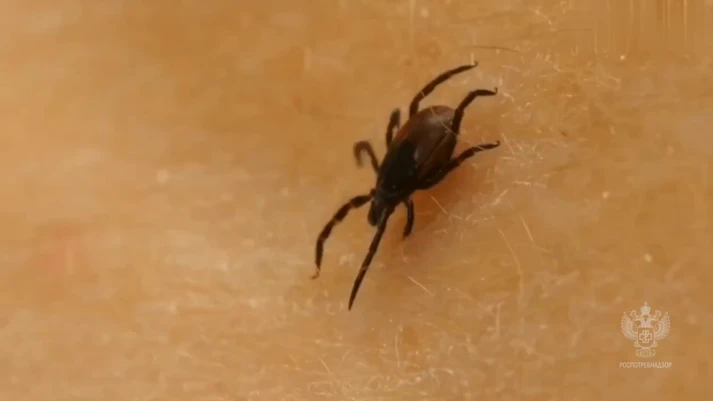 Осенью 12 туляков не заметили зараженных клещей и в 2026-м узнали о боррелиозе: что теперь будет?