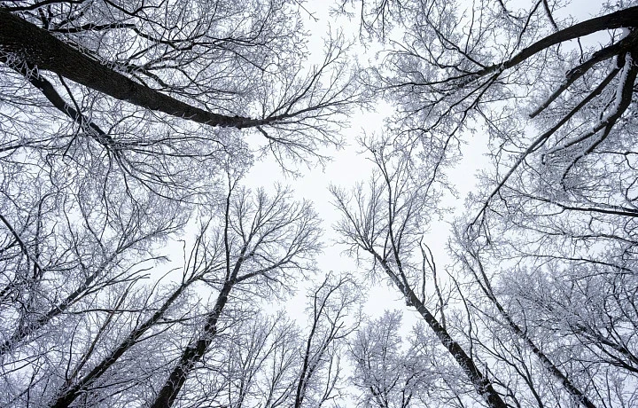 Сильный ветер сохранится в Тульской области до конца суток 28 апреля