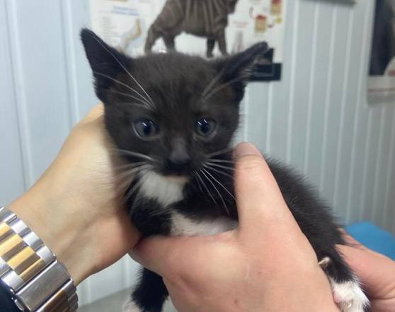 В Туле в приют «Любимец» неизвестные подбросили котят