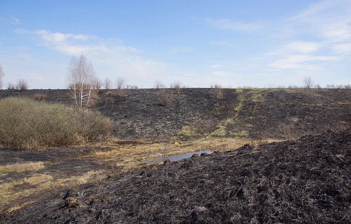 В Тульской области зафиксировали более 390 гектаров сгоревших полей