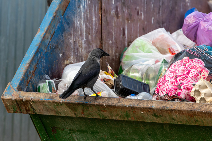 Жители Тулы пожаловались на свалку во дворе