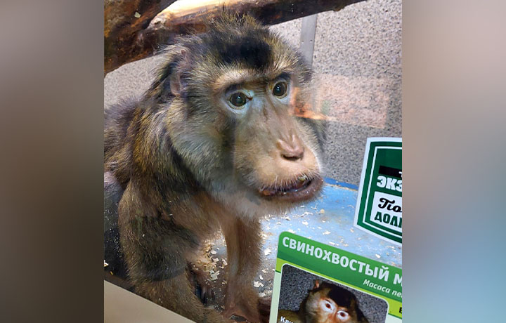 Макак Министр из Тульского экзотариума отмечает День рождения