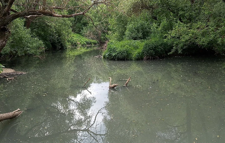 Восемь бед и вредных веществ Мышеги: алексинский водоканал снова заплатит за страдания реки