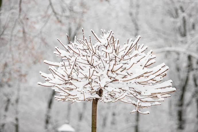 В Туле 3 декабря потеплеет до -5 градусов