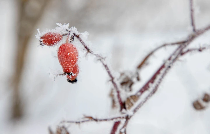 Стало известно, кто проследит за порядком в Туле 17 и 18 января