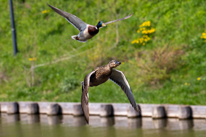 Первые заморозки в Тульской области могут быть 4 и 5 сентября