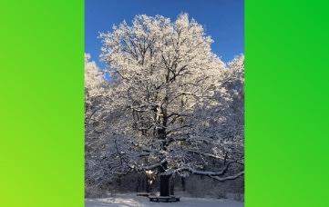 Дуб из Тульской области может стать «Деревом 2025 года»