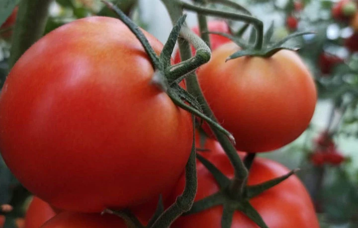 Роспотребнадзор рассказал тулякам о пользе томатов