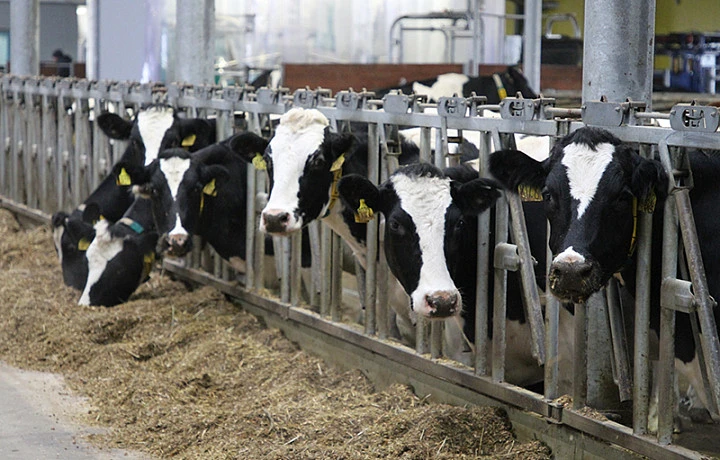 От бешенства в Тульской области вакцинировали 216 миллионов голов скота