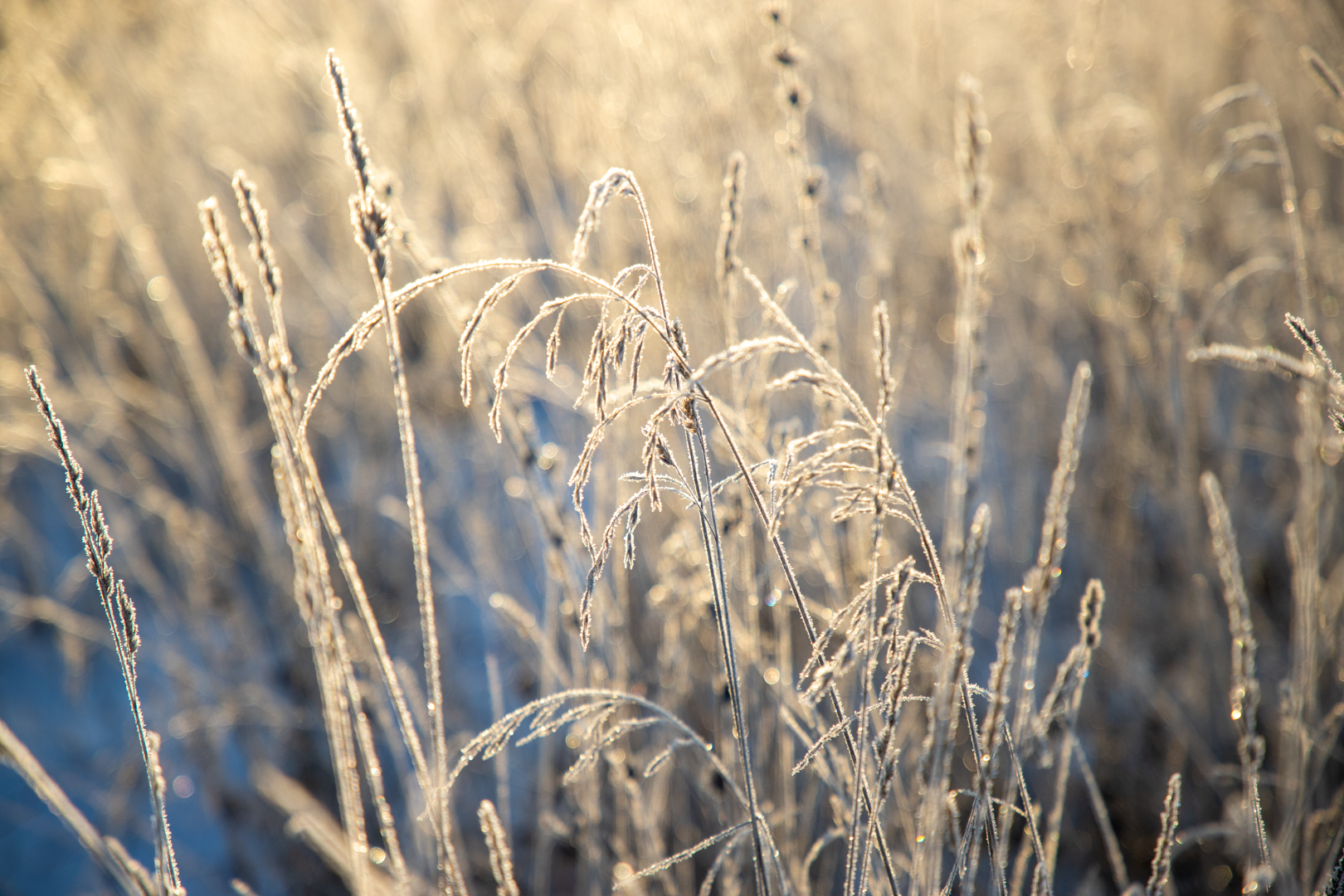 Научный руководитель Гидрометцентра Вильфанд предупредил о заморозках в конце марта в Тульской области 