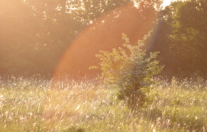 В Ясногорском районе объявили карантин по повилике