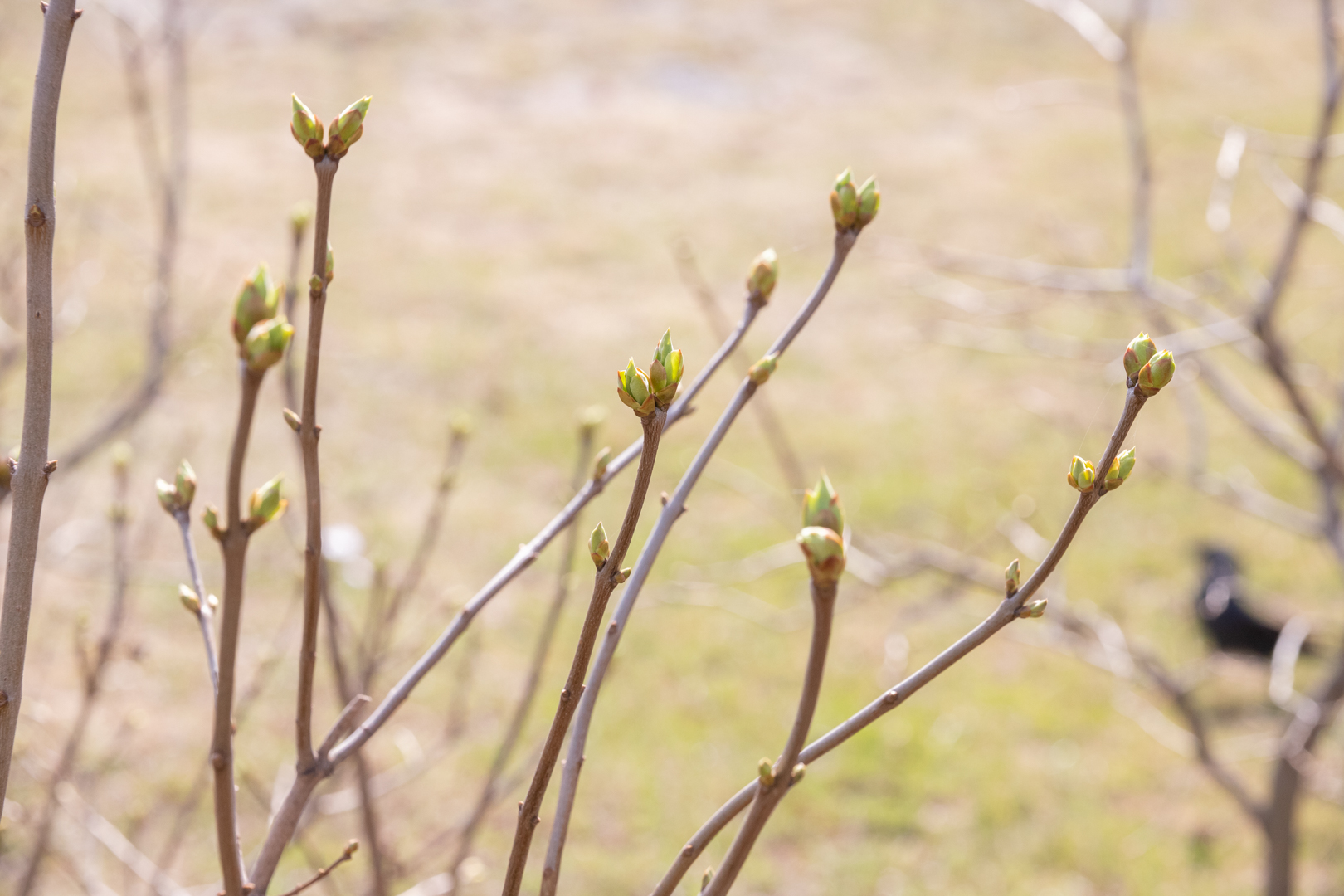 Синоптики обещают аномально теплый апрель в Тульской области