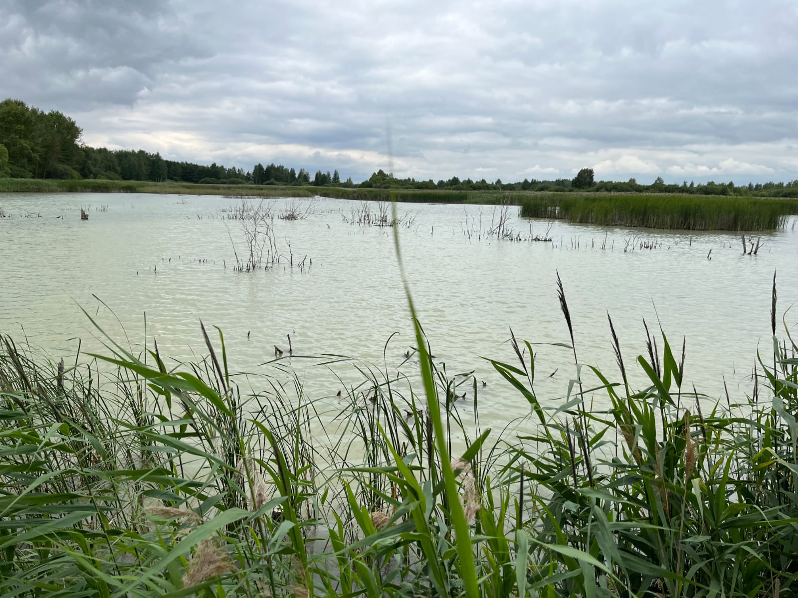Около села Люторичи Тульской области проверяют загрязнение пруда