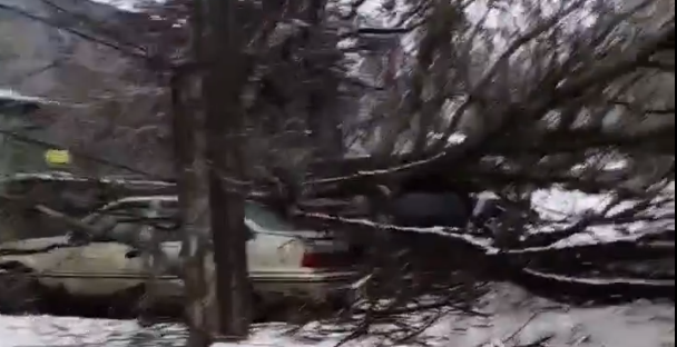 В микрорайоне Криволучье в Туле упавшее дерево оборвало линию электропередачи и задело автомобиль