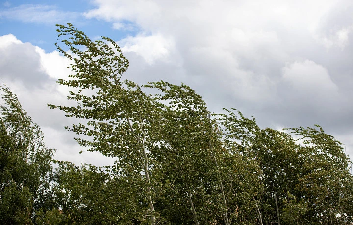 Туляков предупредили об усилении ветра до 17 метров в секунду 14 ноября