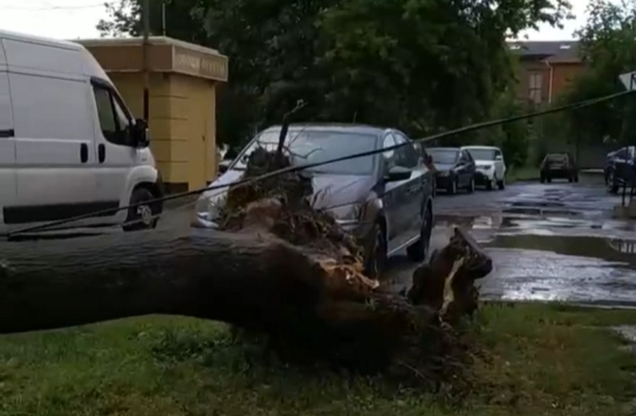 В Пролетарском районе Тулы рухнуло дерево из-за грозы