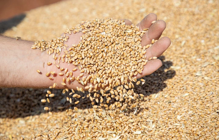 Тульские аграрии собрали более 2 миллионов тонн зерна