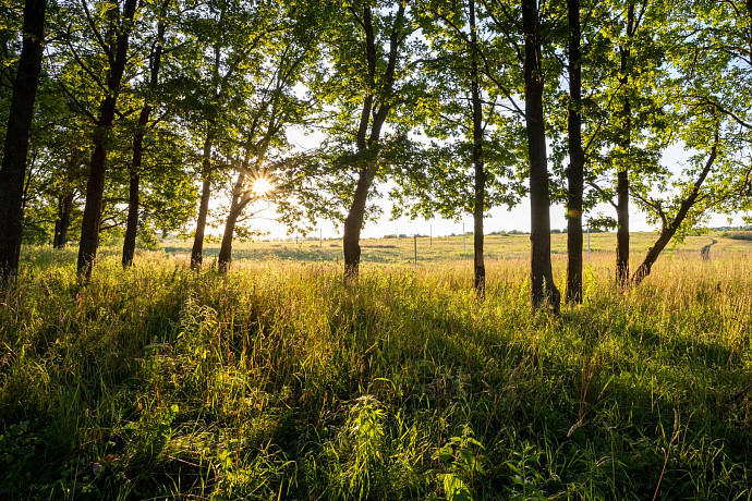 Жительница Тулы нашла в лесу самый дорогой в мире гриб