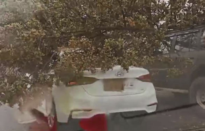 Упавшее дерево придавило два автомобиля на улице Мосина в Туле