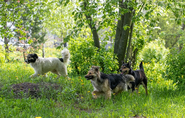 В Щекинском районе возбуждено уголовное дело из-за нападения собак на семилетнюю девочку