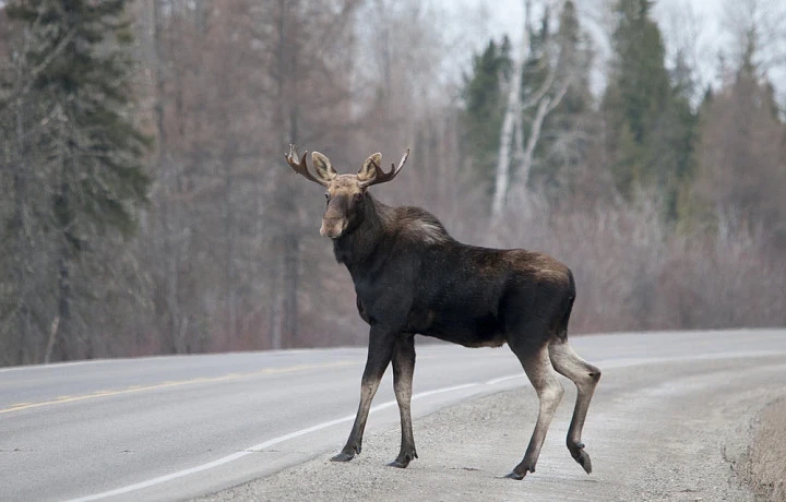 Автовладельцев в Тульской области предупредили о лосях на дорогах