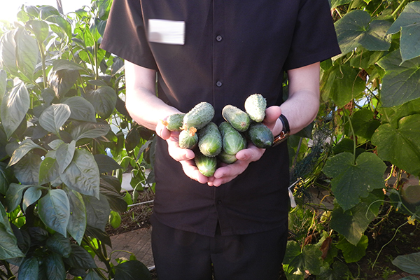 Тульские заключенные собрали 642 килограмма огурцов