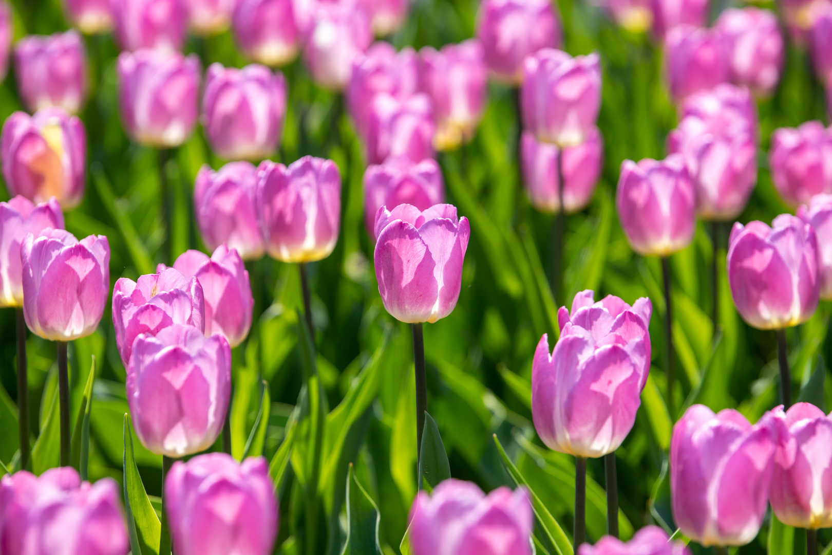 Синоптики заявили, что в Тульской области не будет 30-градусной жары в июне