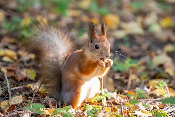 13 ноября в Тульской области пройдут дожди