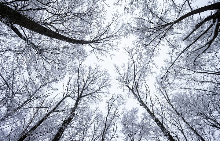 В Тульской области 15 ноября прогнозируется сильный ветер