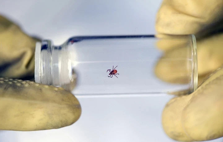 За год в Тульской области выросло число зараженных иксодовым боррелиозом клещей