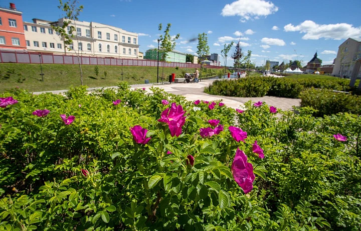 В Тульской области 24 августа будет теплая и сухая погода
