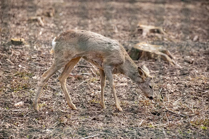 В Киреевском районе Тульской области задержали браконьеров с двумя лосями