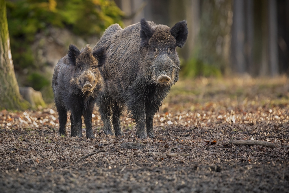 Кабаны в Тульской области: что делать грибникам и водителям при встрече с дикой свиньей