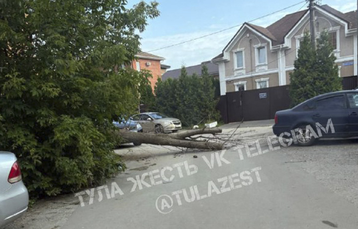 Упавшее дерево перекрыло проезд на улице Кирова в Туле