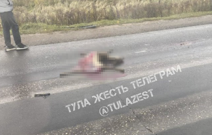 На Калужском шоссе в Туле водитель маршрутки сбил косулю