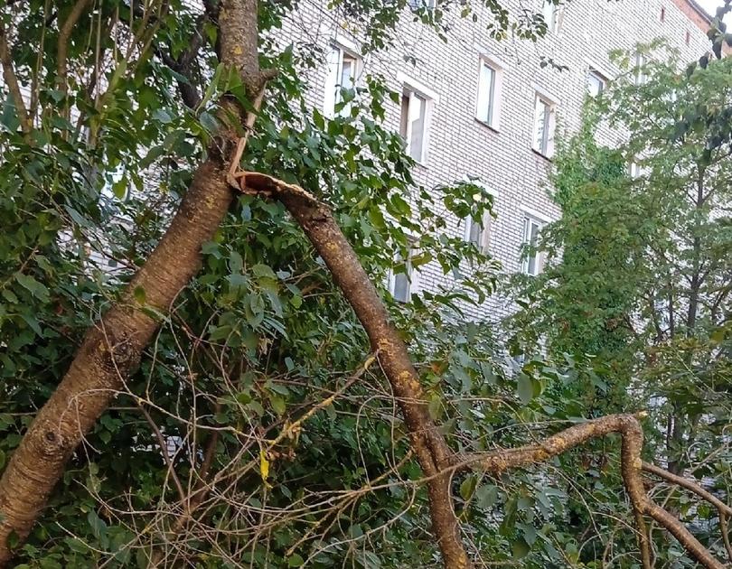 Алексинцы пожаловались на сломанные деревья в городе