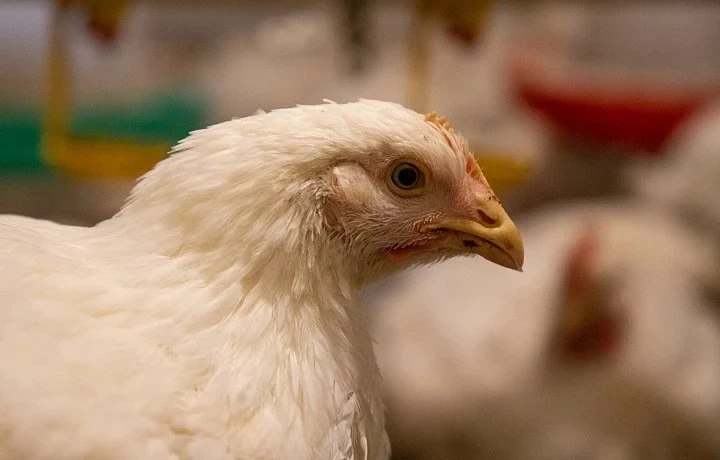 В Тульской области на 12% выросло производство мяса домашней птицы