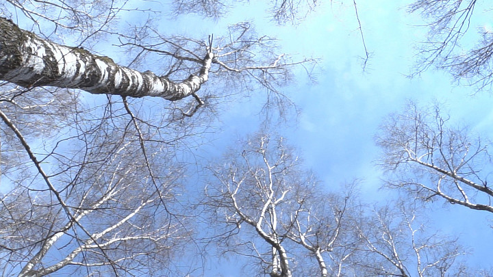 В Алексинском районе земельный участок площадью 5,92 га будут использовать для воспроизводства лесов