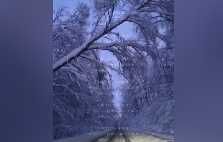 Туляки сообщают об аварийных заснеженных деревьях на дороге Тула–Демидовка–Оленино