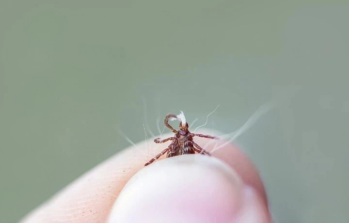 Клещи покусали 99 жителей Тульской области за неделю