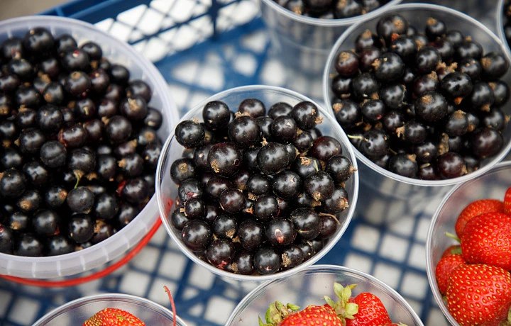 Нутрициолог рассказала, сколько ягод нужно съедать в день для здоровья