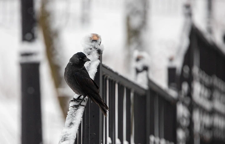 Нулевая температура и без осадков: какая погода будет в Туле и области 18 декабря