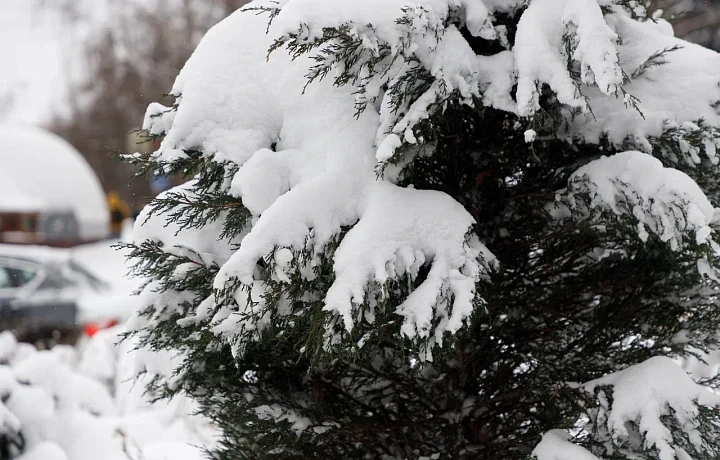 В Тульской области отмечается массовая гибель сов