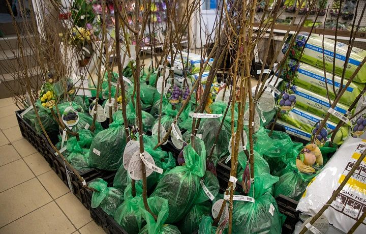 В Узловой Тульской области высадили деревья ко Дню Победы