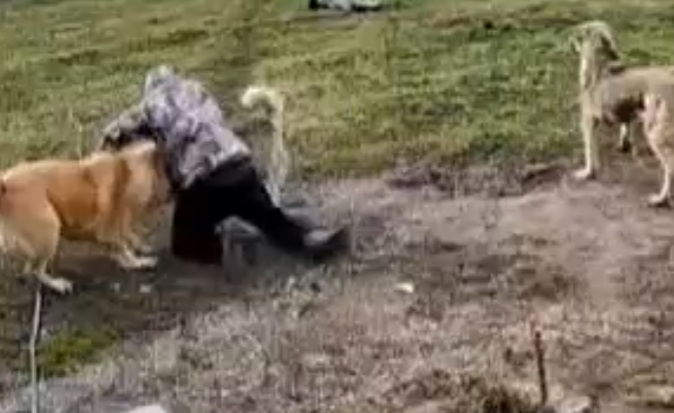 За тяжкие повреждения предусмотрена уголовная ответственность: юрист прокомментировал нападение собак в Уваровке