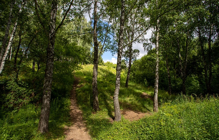 Тульские специалисты рассказали про «аммиачные грибы»