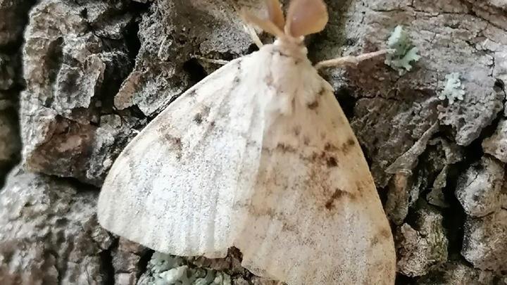 В Туле заметили непарных шелкопрядов