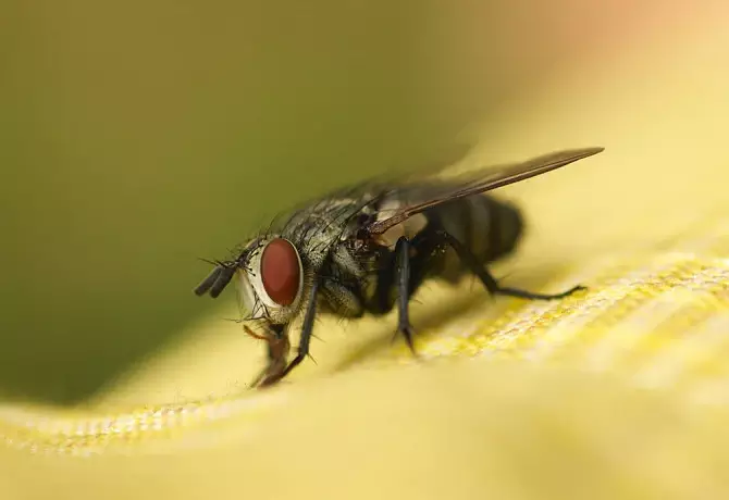 Росприроднадзор разберется с нашествием мух в Тульской области
