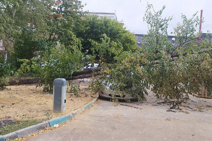 В Тульской области из-за непогоды упало 105 деревьев и повреждено 13 автомобилей